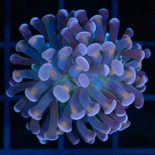 4 Color Tank Grown Branch Hammer