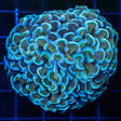 4 Color Hammer Coral