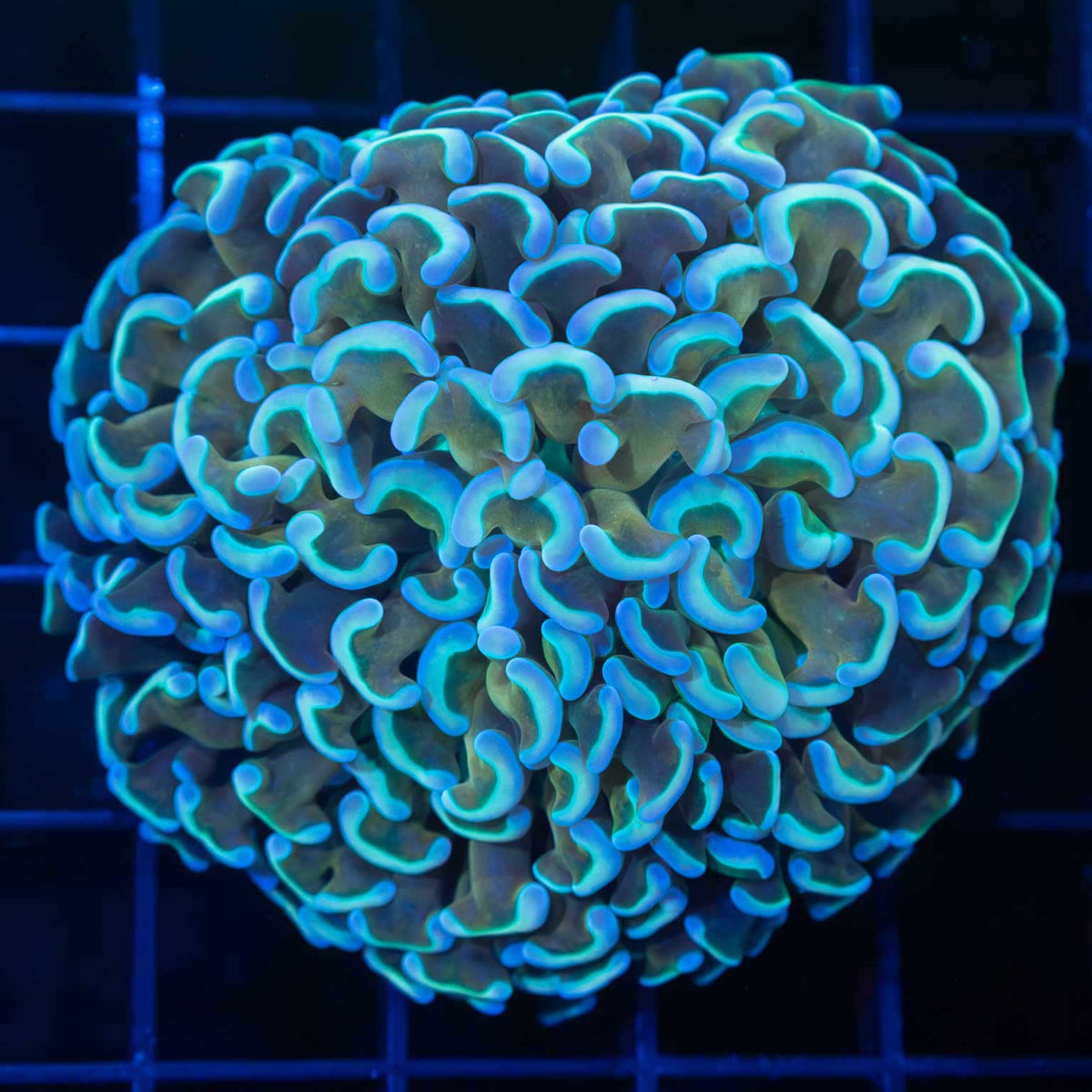 4 Color Hammer Coral