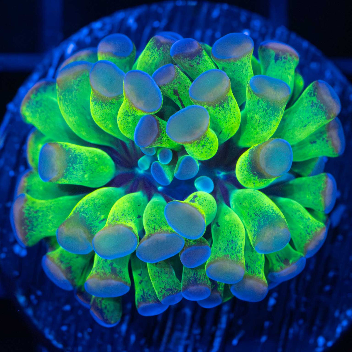 4th Dimension Hammer Coral