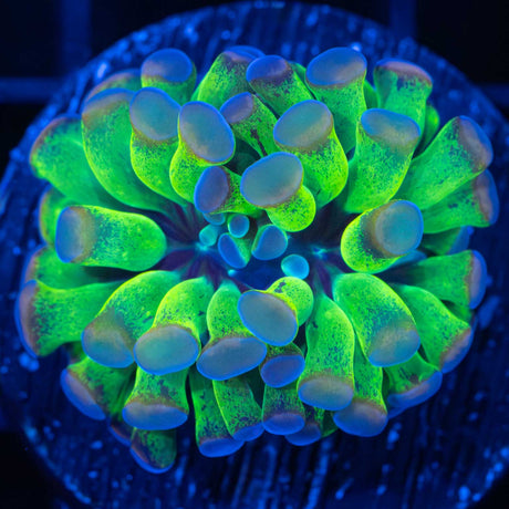 4th Dimension Hammer Coral