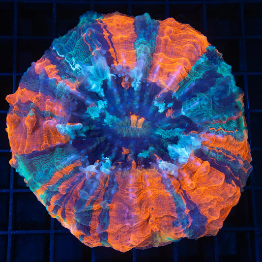 4 Color Acanthophyllia