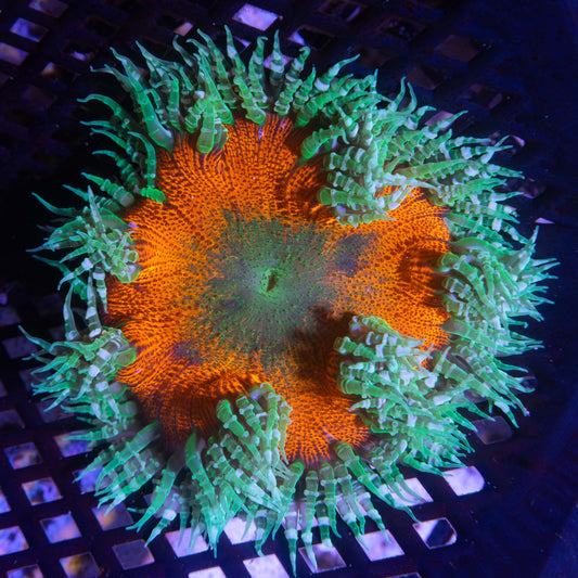 4 Color Rock Flower Anemone