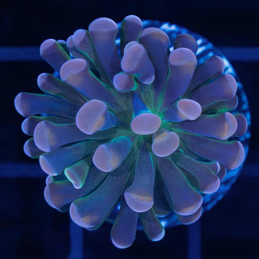4 Color Tank Grown Branch Hammer