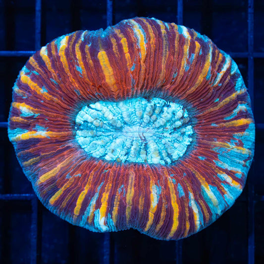 4 Color Indo Trachy 2.25"