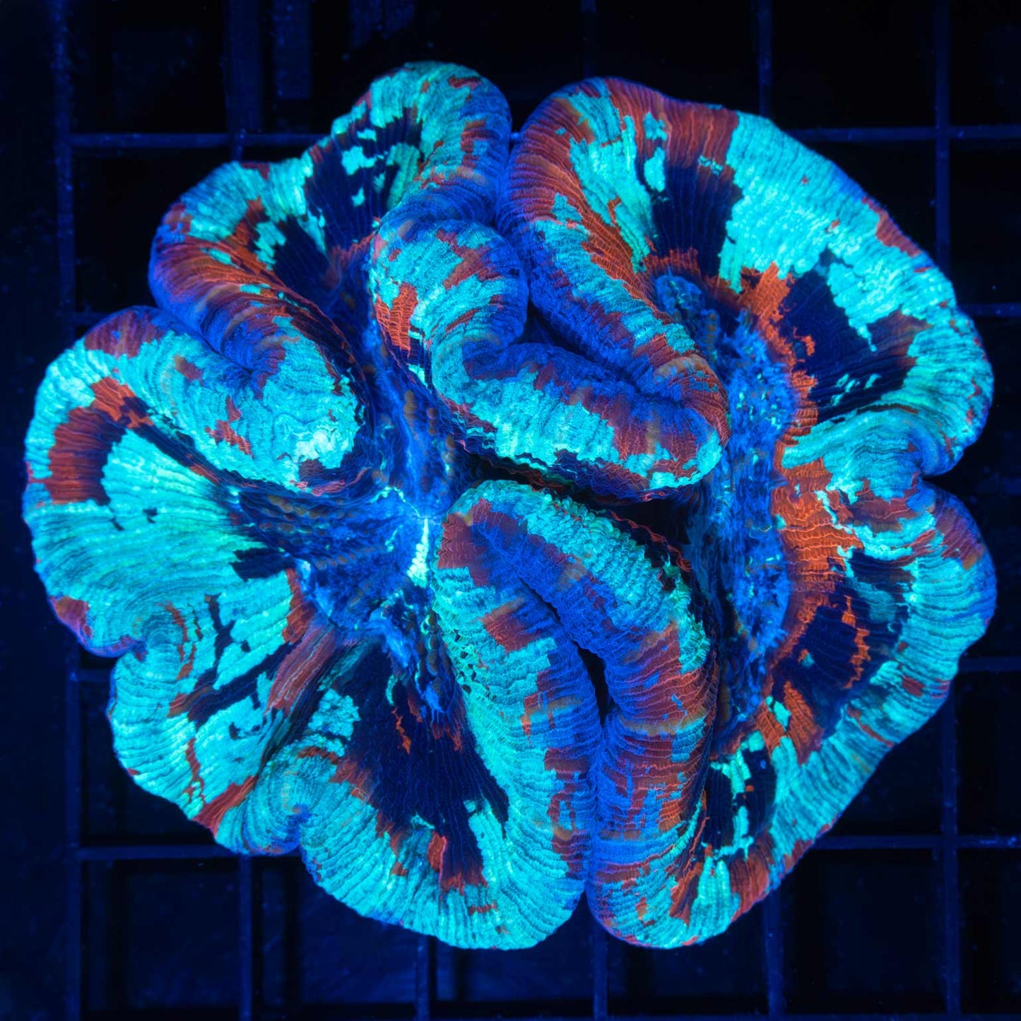 4 Color Wellsophyllia 3.75"