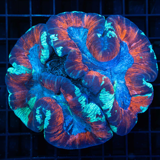 4 Color Wellso (Old Damage) 4.25"