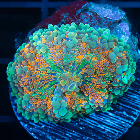 4 Color Yuma 1.25"