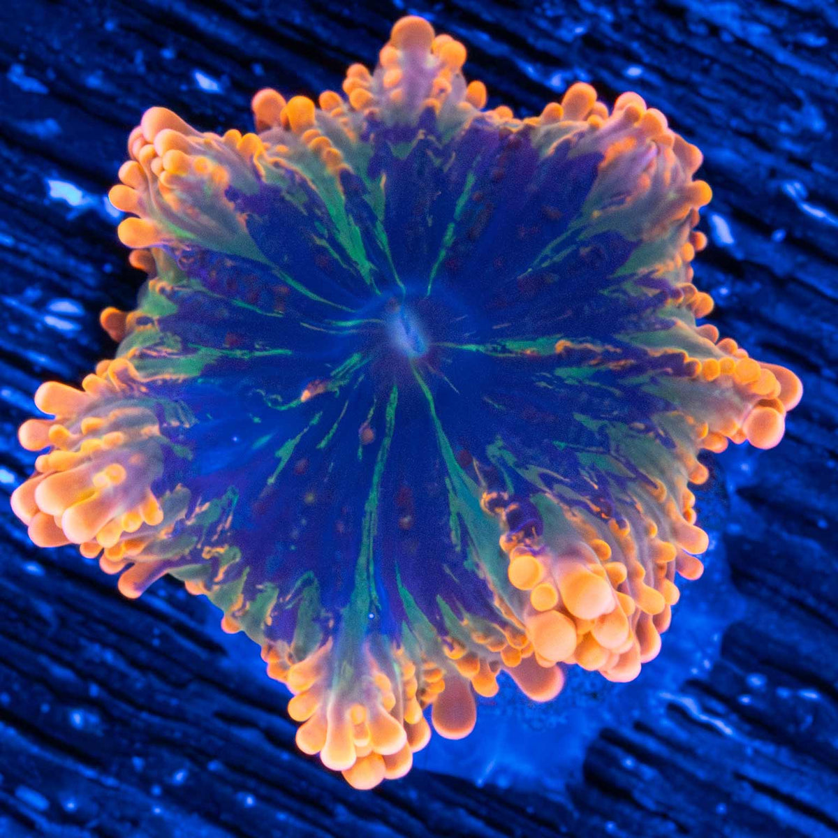 4 color Yuma mushroom small