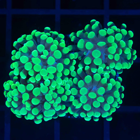 4 Heads Neon Green Hammer Coral