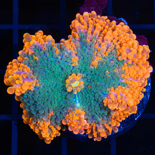 XL 4 Color Yuma Mushroom