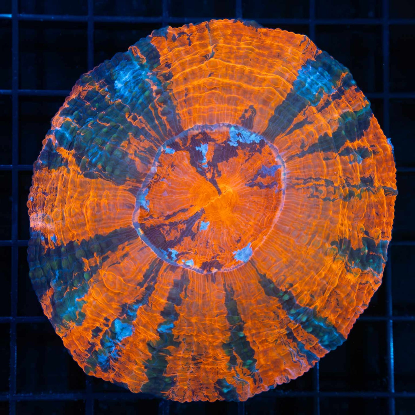 5 color Acanthophyllia 3.5"