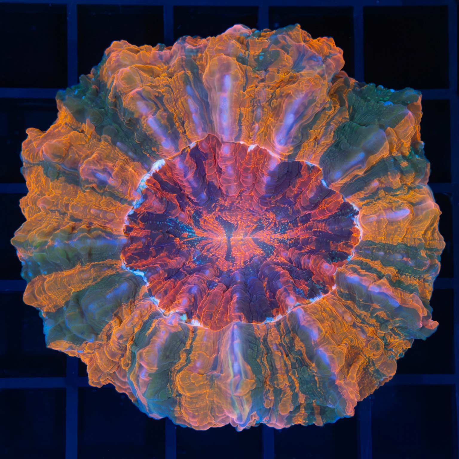 5 color acanthophyllia (Rare)