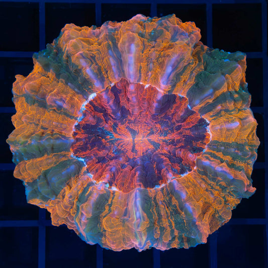5 color acanthophyllia (Rare)