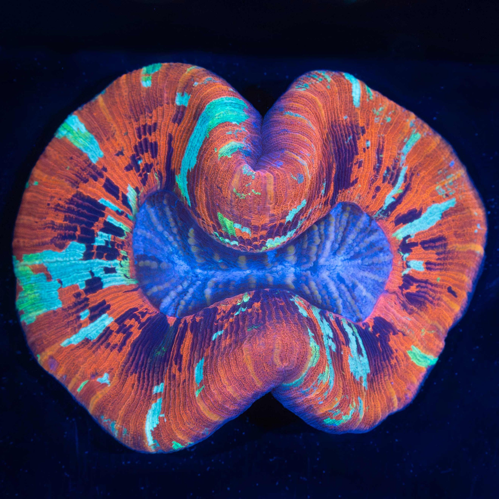 5 Color Trachyphyllia 3.5" (Brain Coral)