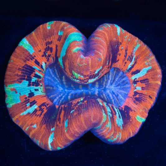 5 Color Trachyphyllia 3.5" (Brain Coral)