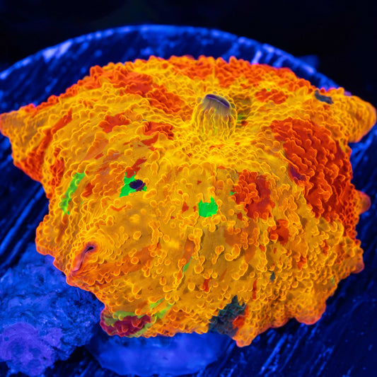 8 color jawbreaker mushroom