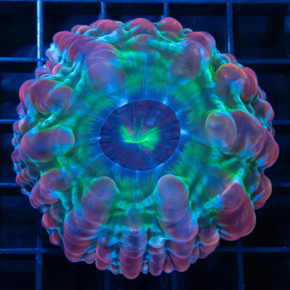 Rainbow indophyllia