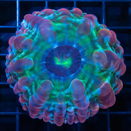 Rainbow indophyllia