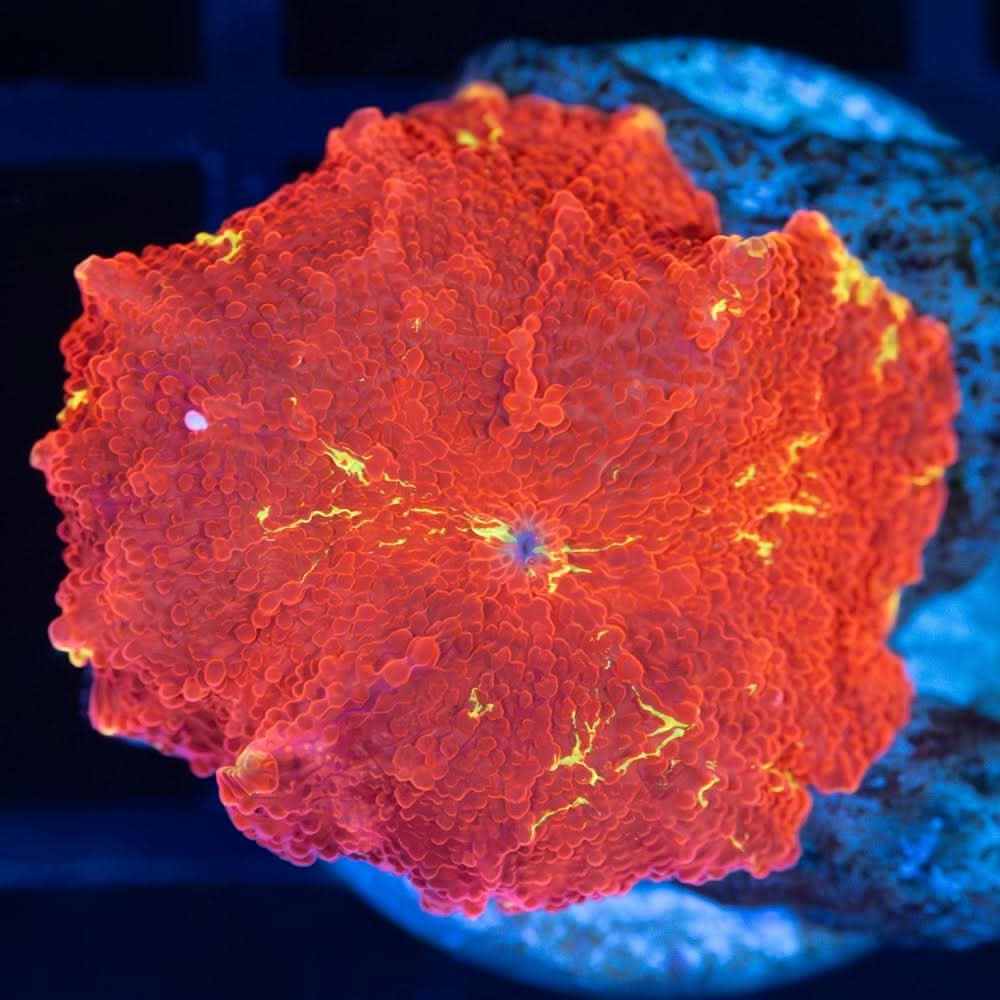Super Red Jawbreaker Mushroom Coral