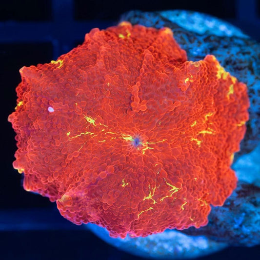 Super Red Jawbreaker Mushroom Coral