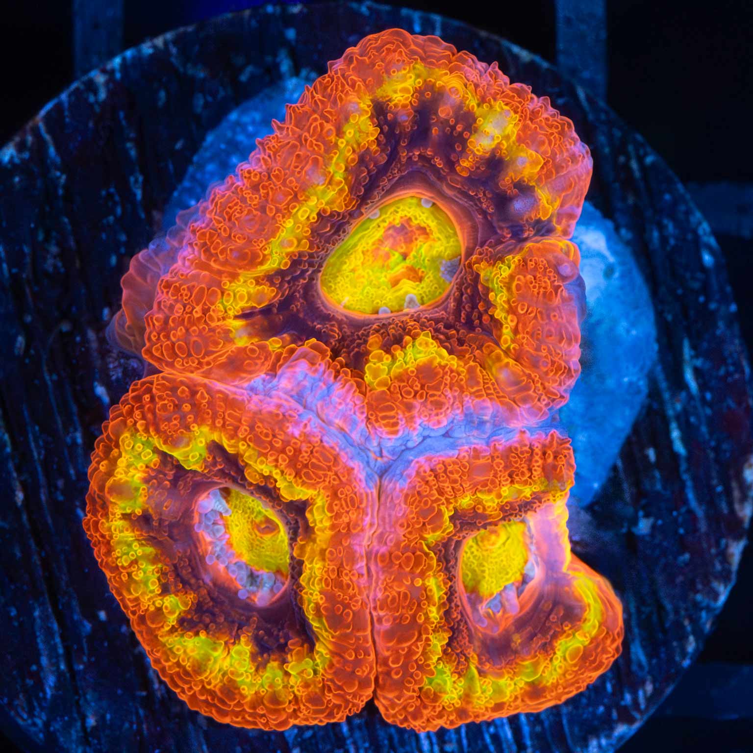 LCK Solar Fusion Acan (Bright!)