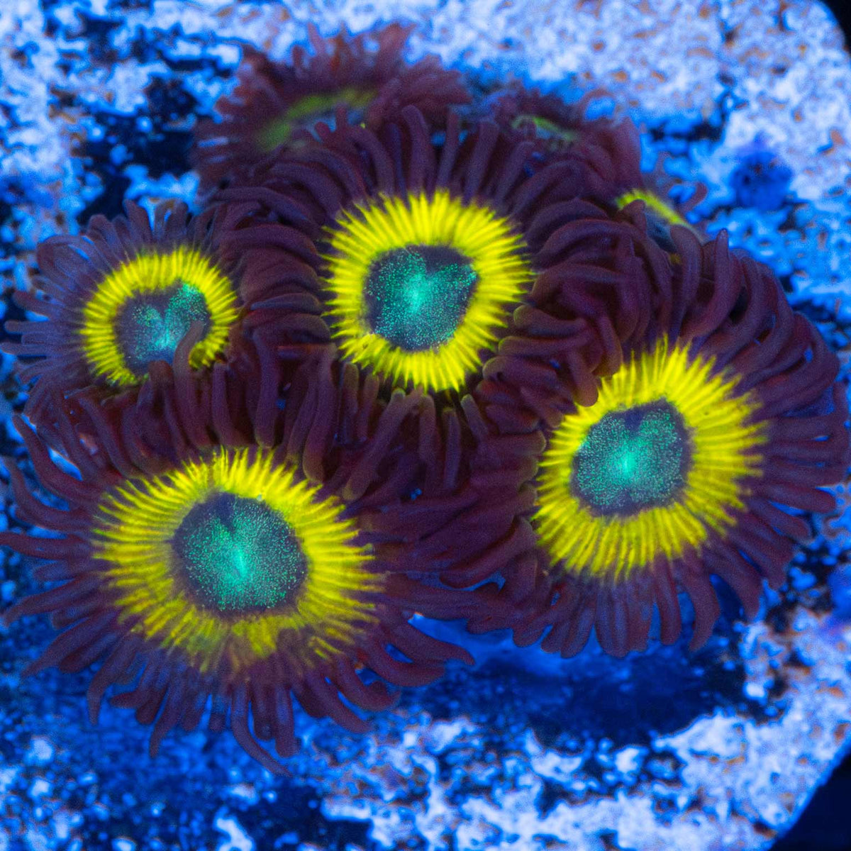 Black Bella Zoanthid Blue Light Photograph
