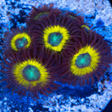 Black Bella Zoanthid Blue Light Photograph
