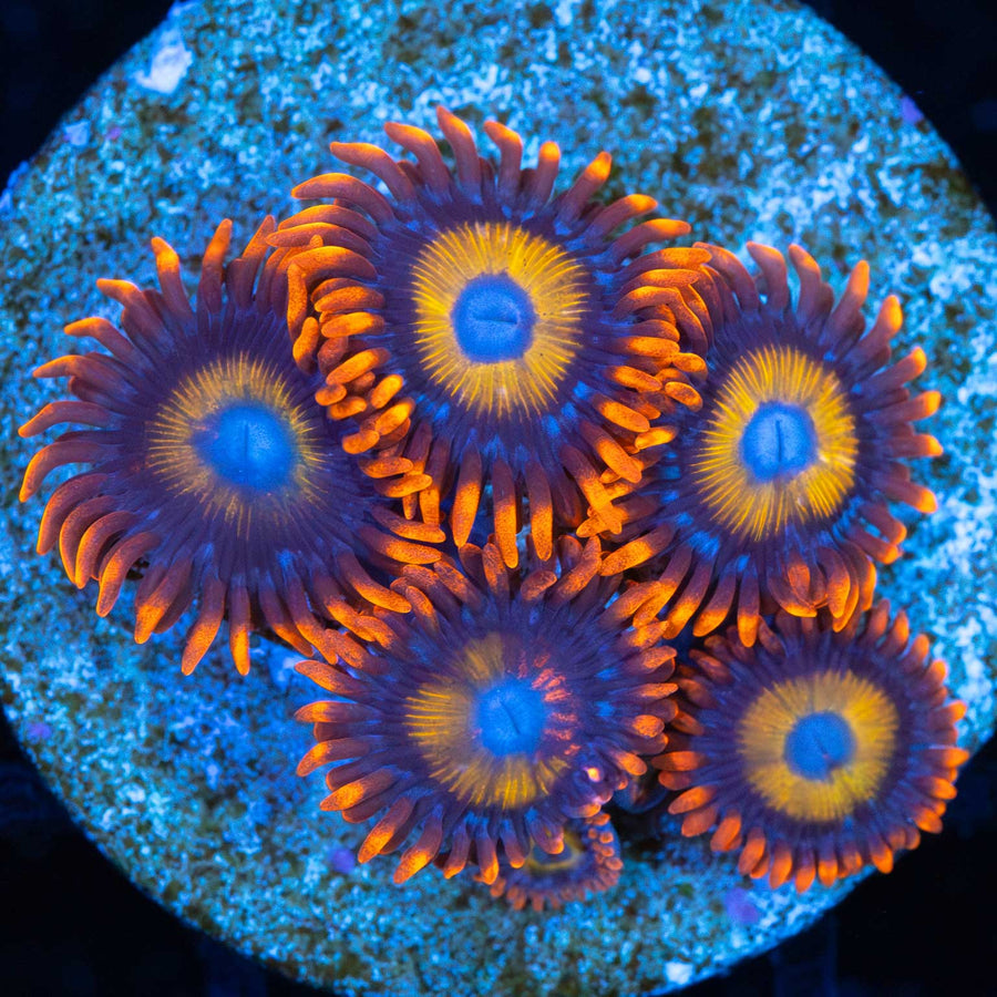 Blondie Zoa