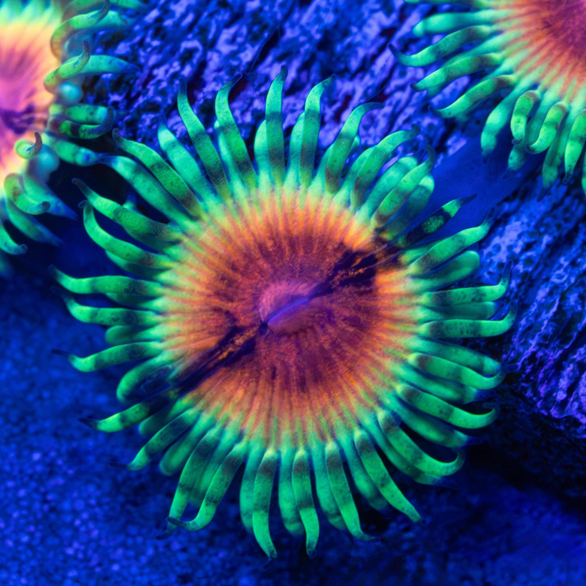 Bloodshot Zoa