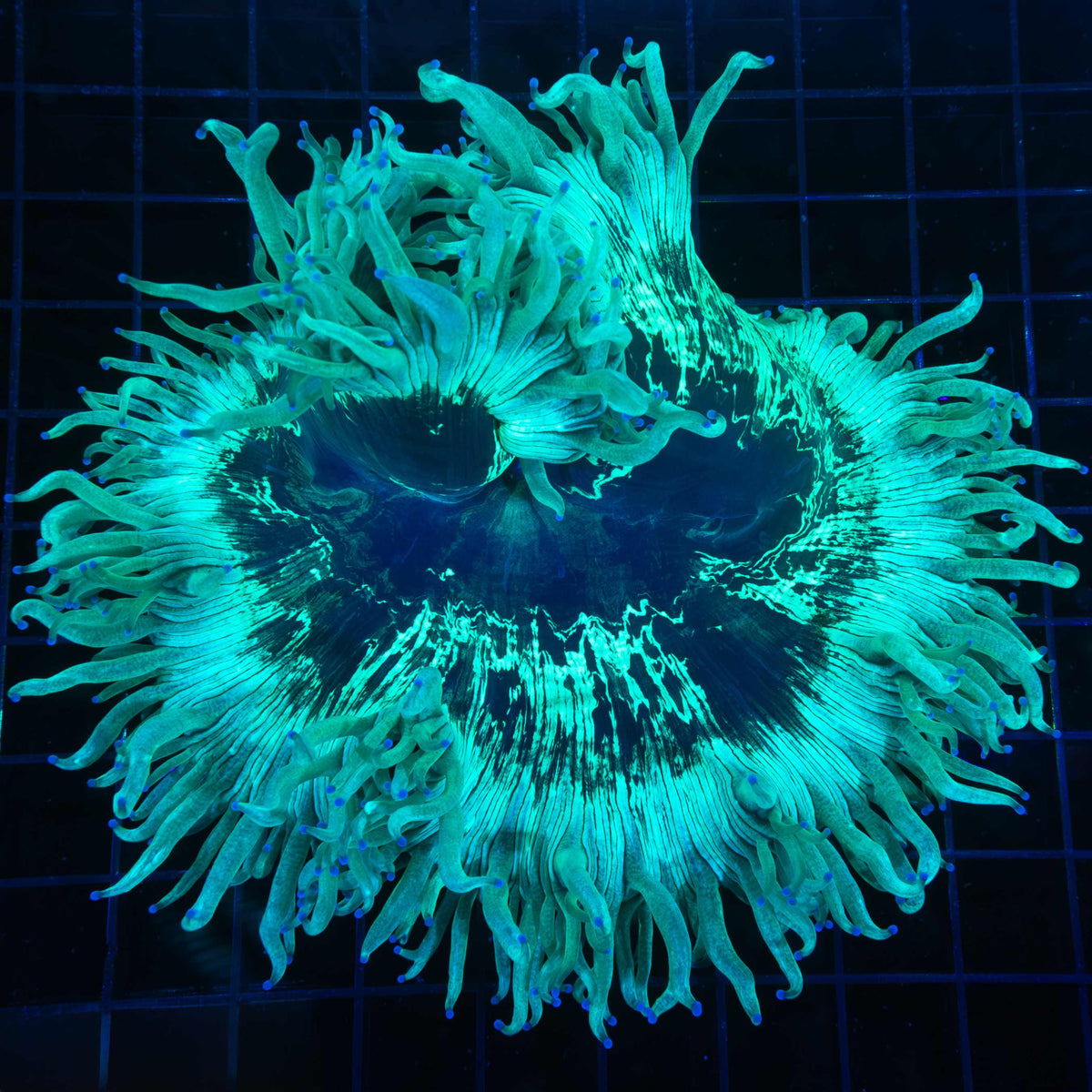 Blue Tip Teal Elegance Coral