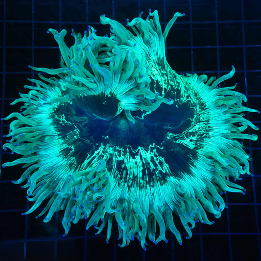 Blue Tip Teal Elegance Coral