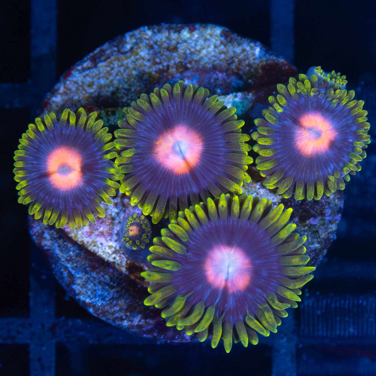 Spitfire Zoa (4+ polyps)