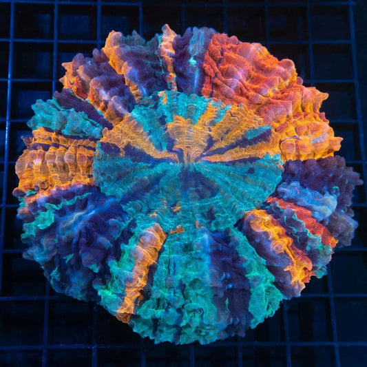 True Rainbow Acanthophyllia