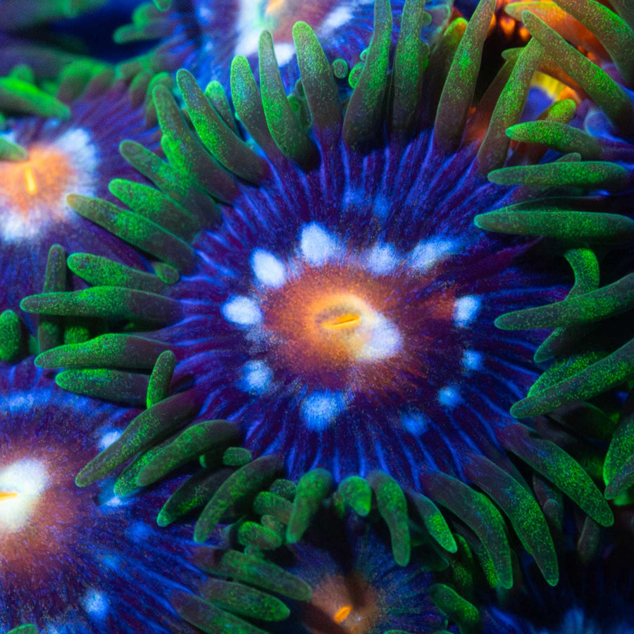Daisy Cutter Zoanthid