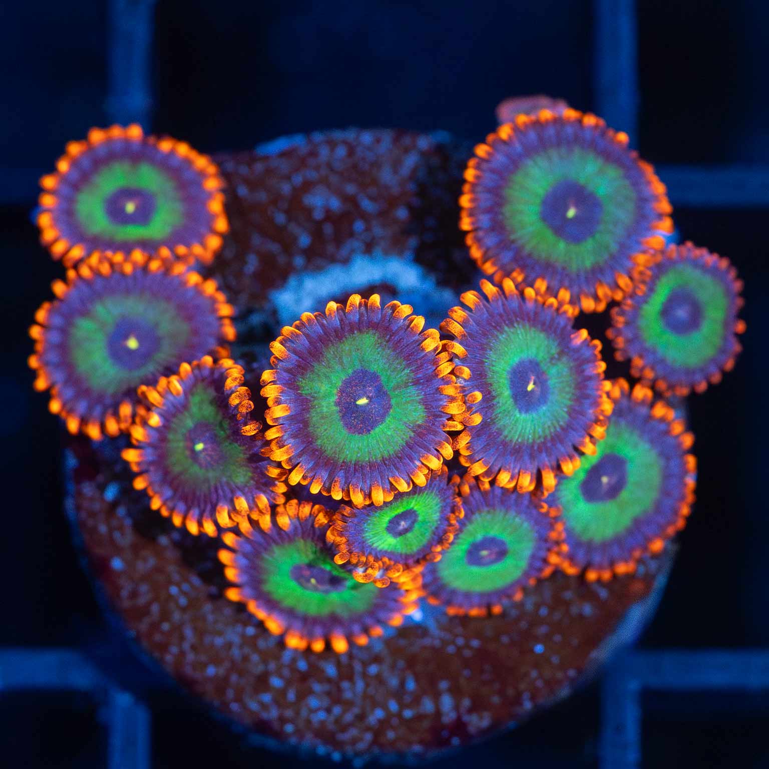 Zoa Corals For Sale Overnight Shipping Lucky Corals