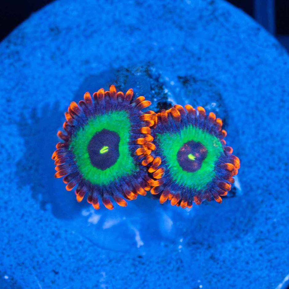 Zoa Corals For Sale Overnight Shipping Lucky Corals