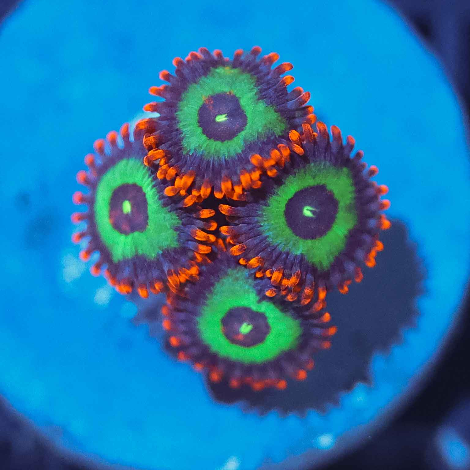 Emeralds on Fire Zoa (3-4 polyps)