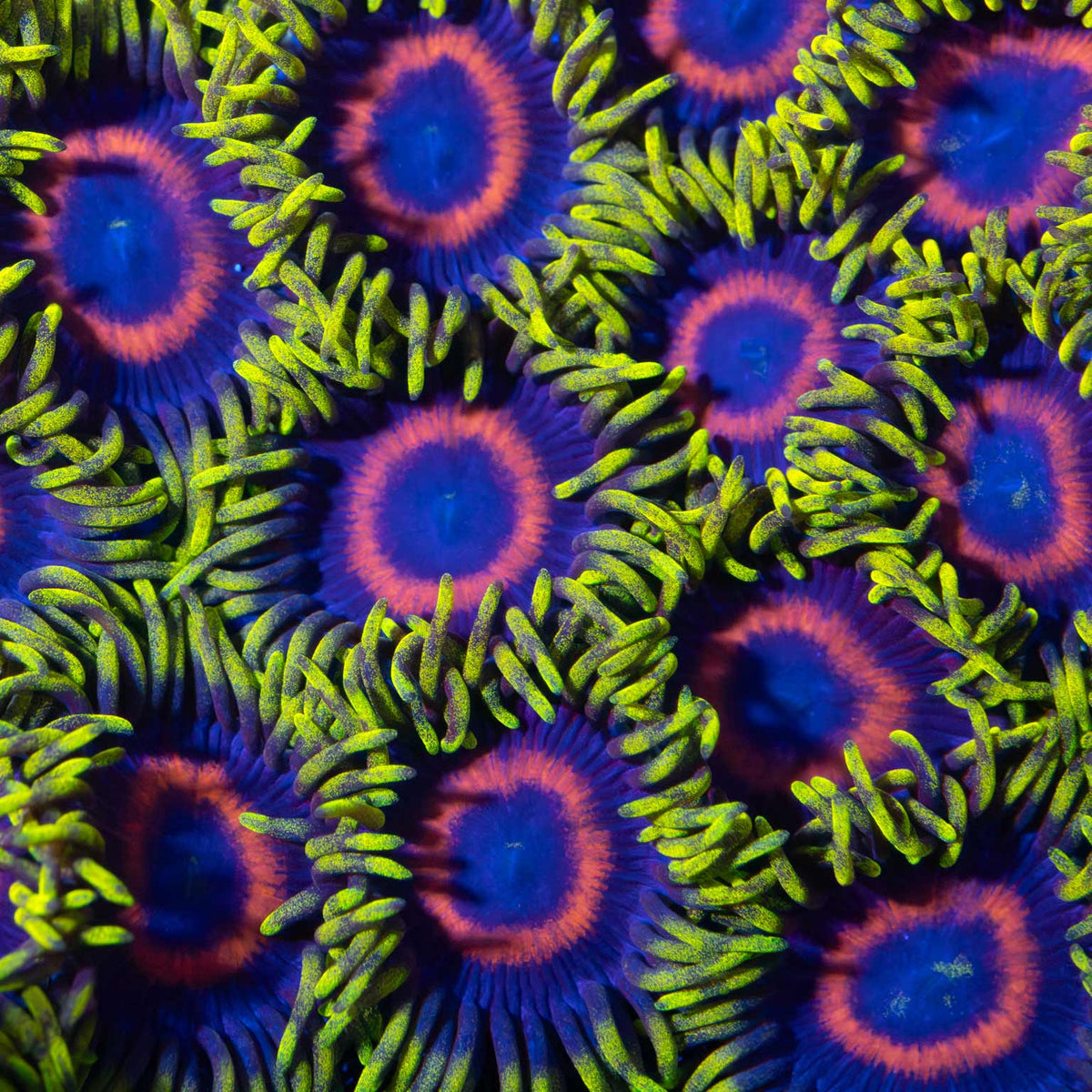Eagle Eye Zoa Colony