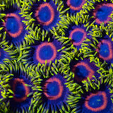 Eagle Eye Zoa Colony