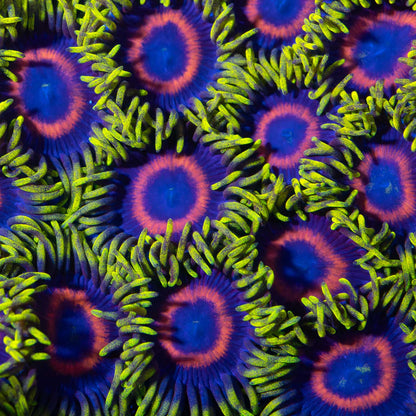 Eagle Eye Zoa Colony