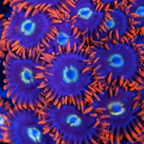 Fire and Ice Zoanthid