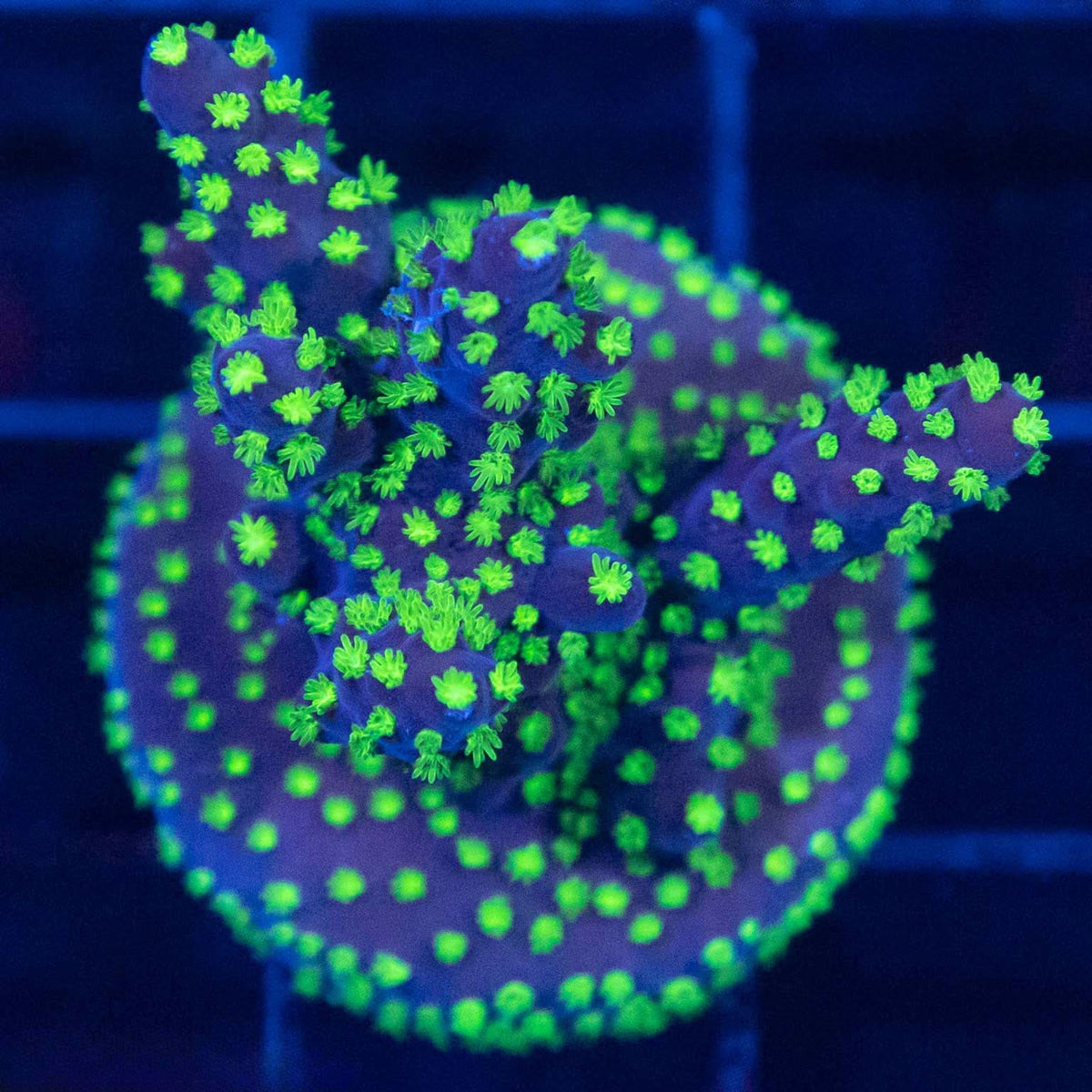 Garf Bonsai Acropora