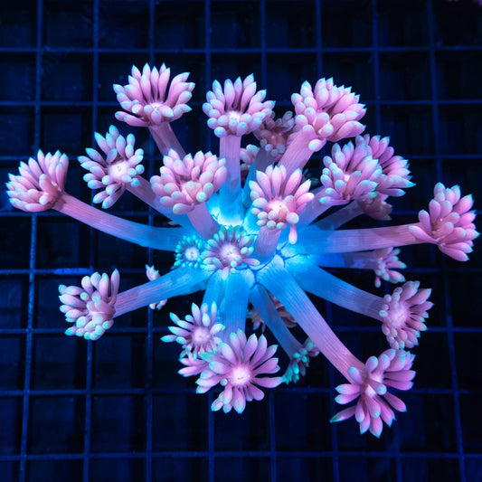 Giant Lotus Goniopora (New Release)