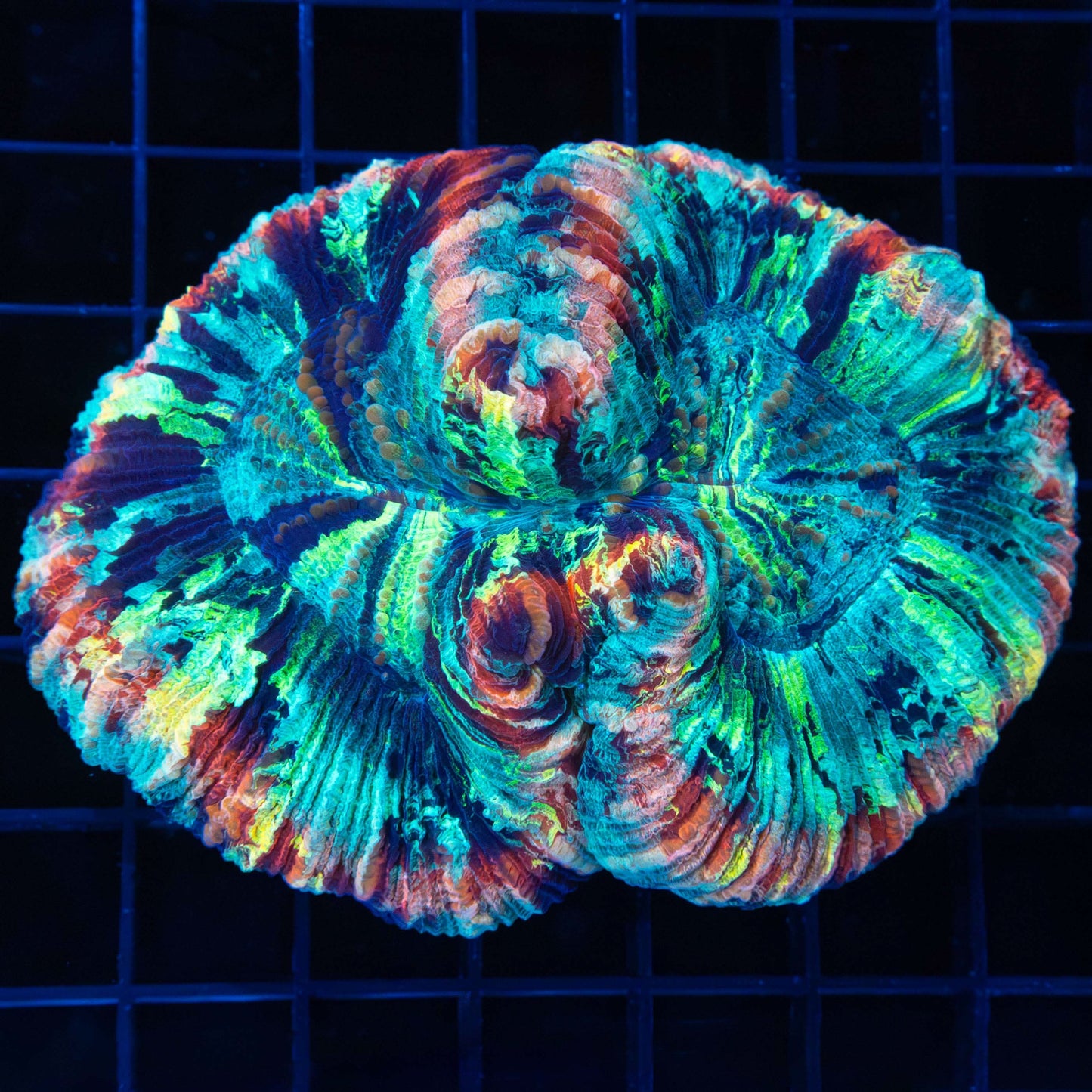 Rainbow Trachyphyllia 4"