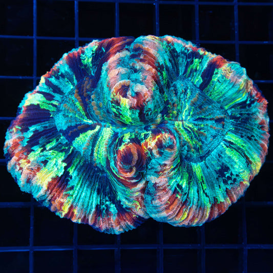 Rainbow Trachyphyllia 4"