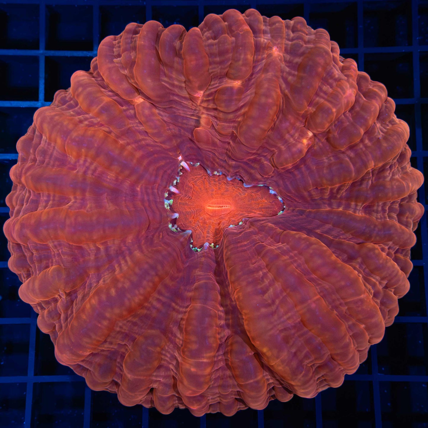 Large Red Cynarina Coral
