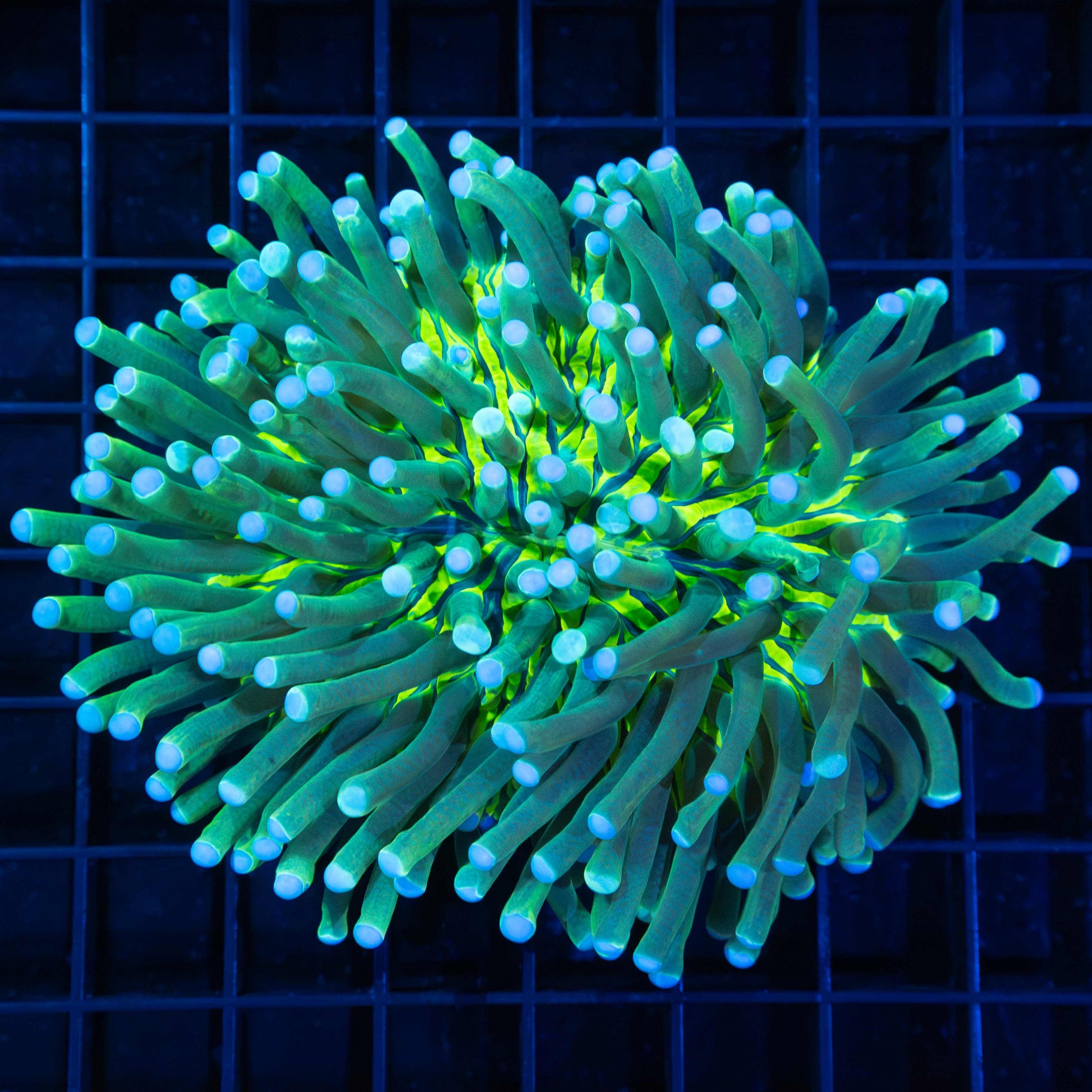 Neon Long Tentacle Plate Coral 5"