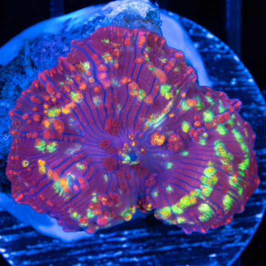 Rainbow Northern Lights Mushroom Coral