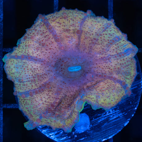 Rainbow Neglecta Mushroom Coral